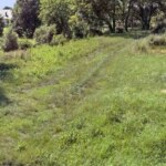 Zielona działka z trawą i dużymi drzewami w tle w słoneczny dzień